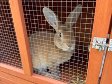 Rex - rabbits  available for adoption in London