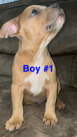 American Bully-Pocket