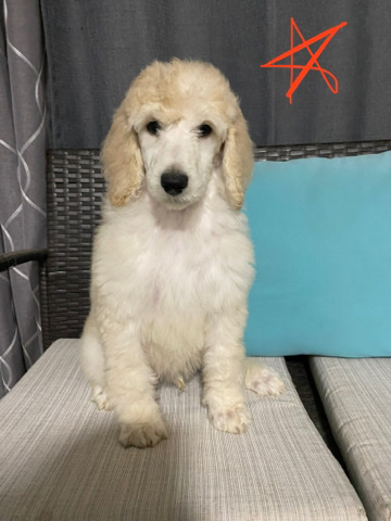 Poodle – Original poodles
