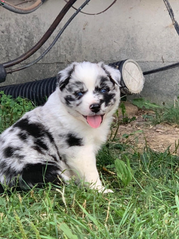 Australian Shepherd – Beautiful Australian Shepherds
