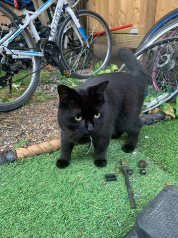 two cats to take for free