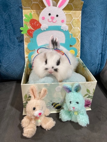 Lionhead – Beautiful Bunny Rabbits