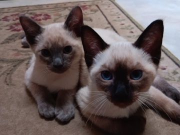 Siamese – Siamese Kitten’s – Oxford