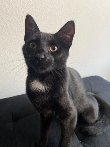 American Shorthair – **Meet Benny: Your New Feline Friend