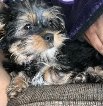 Shih Tzu – 5 month old Shorkie looking for loving home