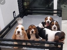 Basset hound puppies 