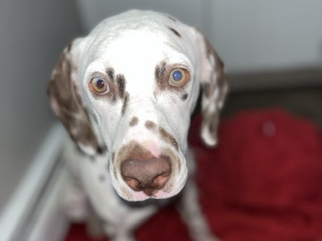 Dalmatian – Dalmatian – Greeley