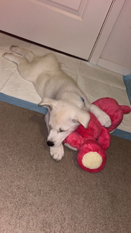 Siberian Husky – Ghost is the best dog, he loves to be active and he loves a good puzzle. He is 8 weeks old.