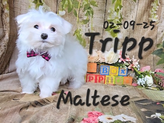 Tripp a Maltese male, Hypoallergenic Pet Only 