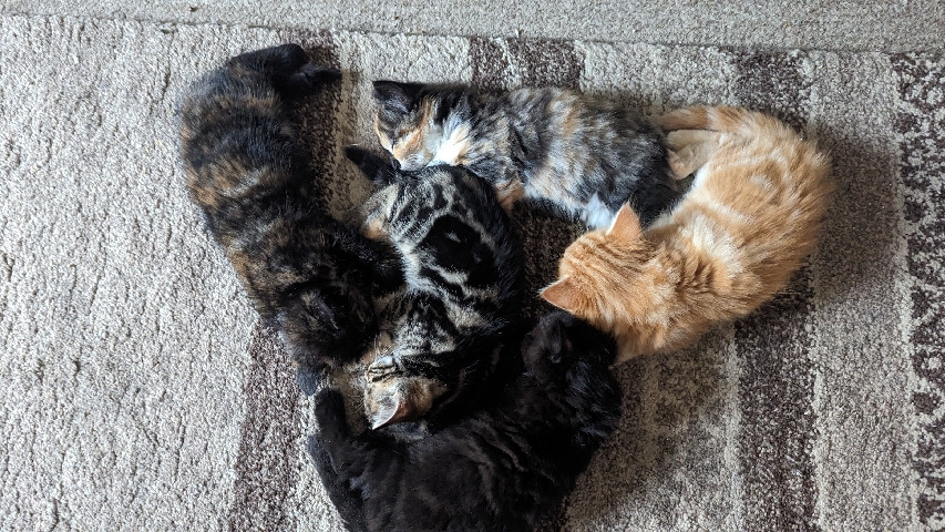 5 kittens for sale