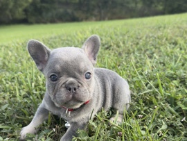 French Bulldog – French Bulldog – Orlando