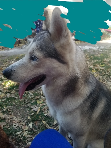 Siberian Husky – husky des moines iowa