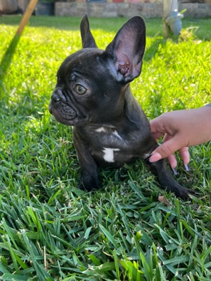 French Bulldog – female Frenchie