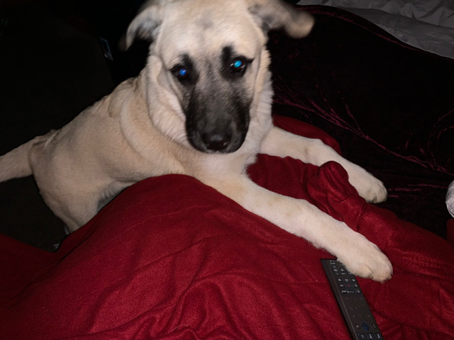 German Shepherd – German Shepard