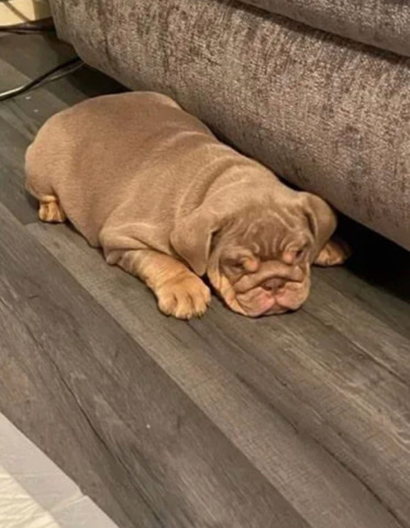 Bulldog – British bulldog 3yr old girl lilac & tan