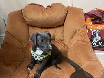 American Bulldog – pit bull mixed with American bully – Toronto