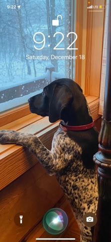 German Shorthaired Pointer – Beautiful, Friendly, German Shorthaired Pointer
