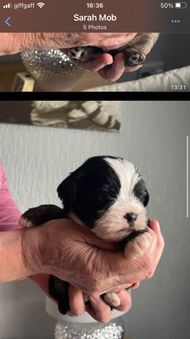 Shih Tzu – Shih tzu cross Yorkshire terrier (Shorkie)