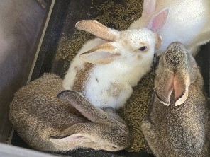 Rabbits /Bunnies