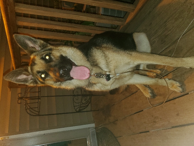 German Shepherd – german shepherd