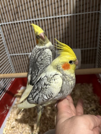 Pet cockatiel