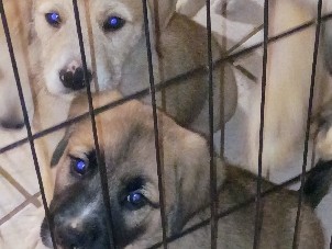 Standard Schnauzer – German Shepherd and Schnauzer mix – Jonesboro