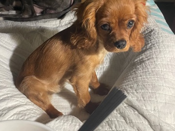 Cavalier King Charles Spaniel – puppy – Memphis