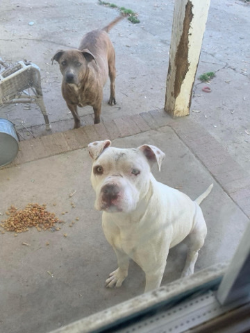 American Pit Bull Terrier – expecting puppies hit me up for information