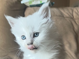 Maine Coon – 13 bellissimi maine coon – San Severo