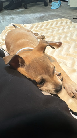 American Staffordshire Terrier – Star for sale