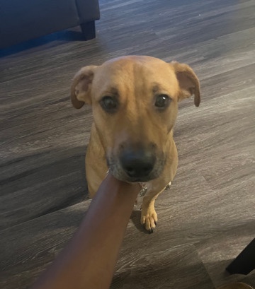 Labrador Retriever – Max!
