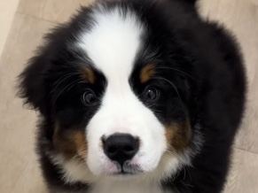 Bernese Mountain Dog – Beautiful Bernese Mountain Dog Puppies Available – Frostproof