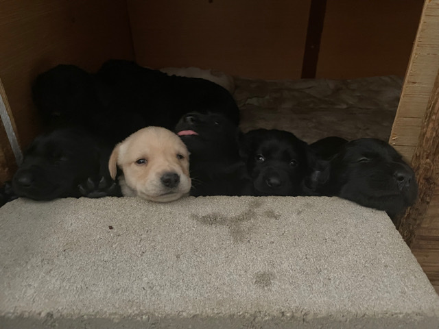 Labrador Retriever – Labrador puppies