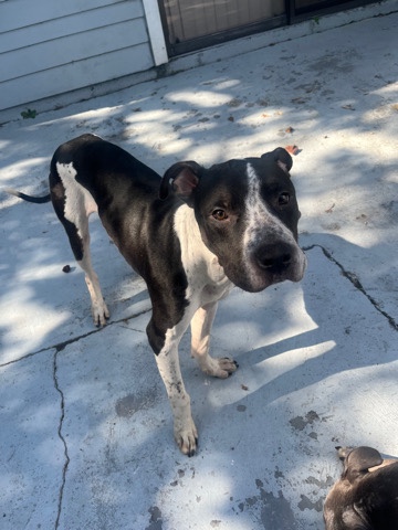 American Pit Bull Terrier – pit bull