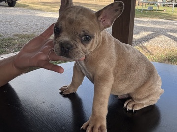 Bouvier des Flandres – akc frenchie – Clewiston
