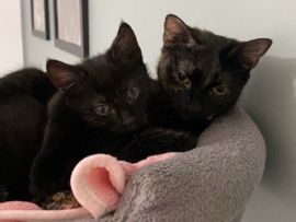 2 Lovely kittens looking for a new home – Leicester