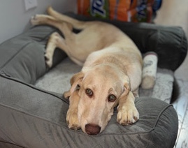 Labrador Retriever – Yellow Lab