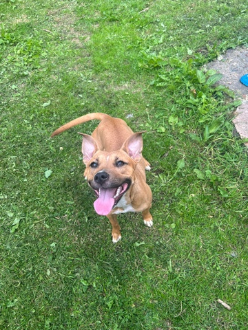 Staffordshire Bull Terrier – Staff / XL Billy - Nova