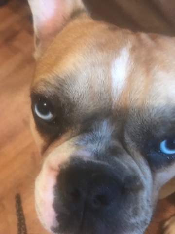 prairie dog – Merle fawn french bull dog