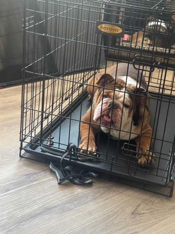 English bulldog