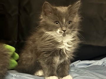 Maine Coon – Maine **** & tortoise shell mix cats – Long Beach