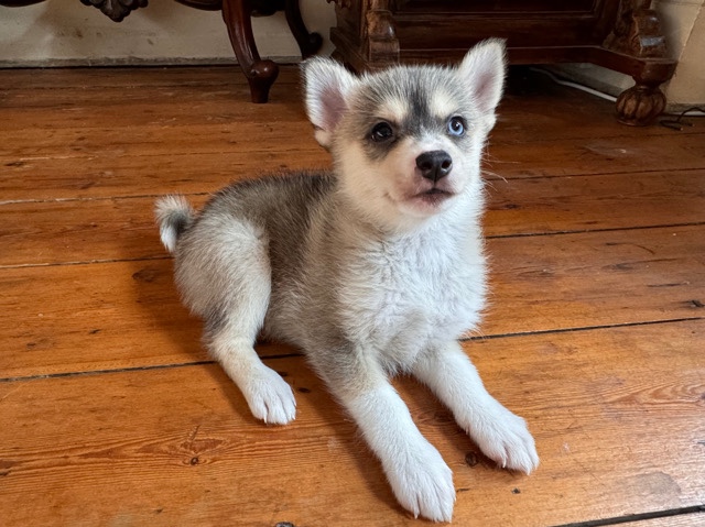 pomsky puppies