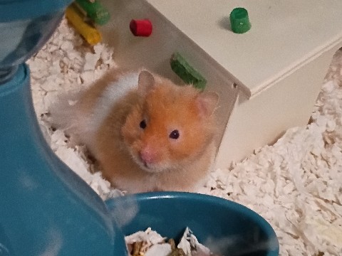 Hamster – Syrian Hamster – Laguna Hills