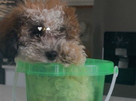 havapoo puppy – West Des Moines