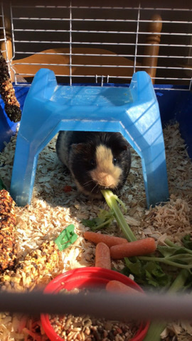 Any – Free Female guinea pig Hammy