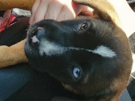 Australian Shepherd – cute puppy spokane wa – Bakersfield