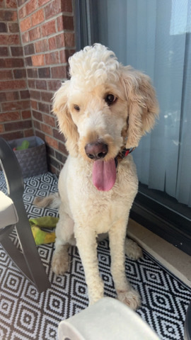 4yo Golden Doodle