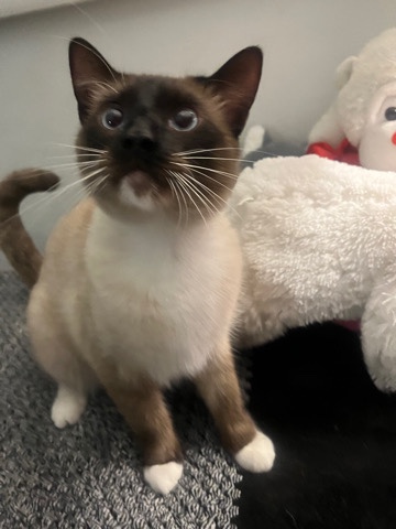 Free cat