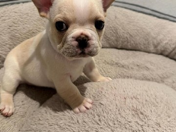 French Bulldog – frenchie – Orlando