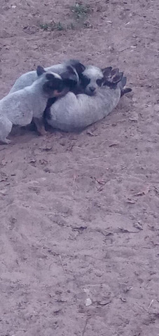 Blue heeler For sale